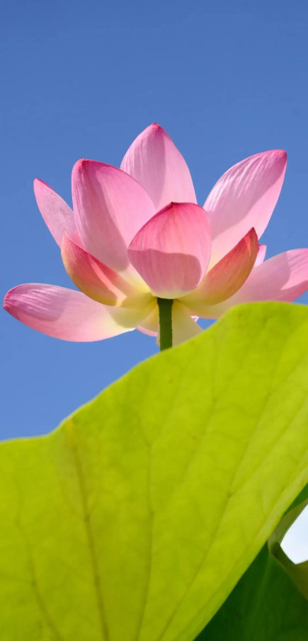 下载-疲惫是成长信号，坚持离梦想更近|长跑|极限|运动员|能量|人生_新浪新闻